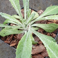Primula stricta